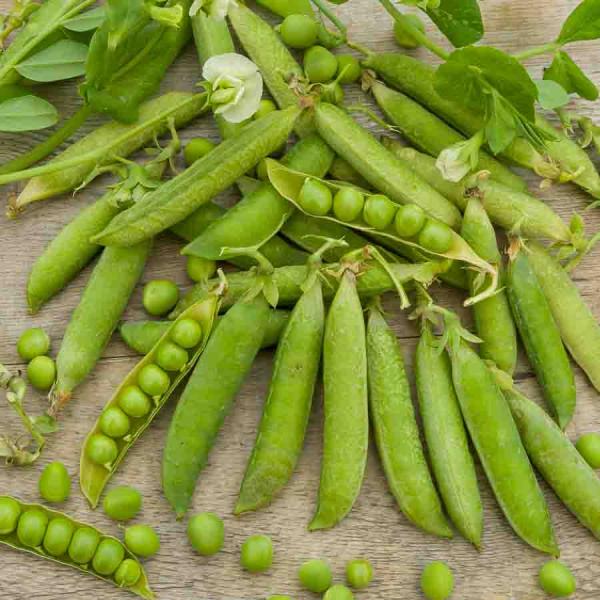 Légumes Secs - Pois Douce Provence - 20 m - face recto